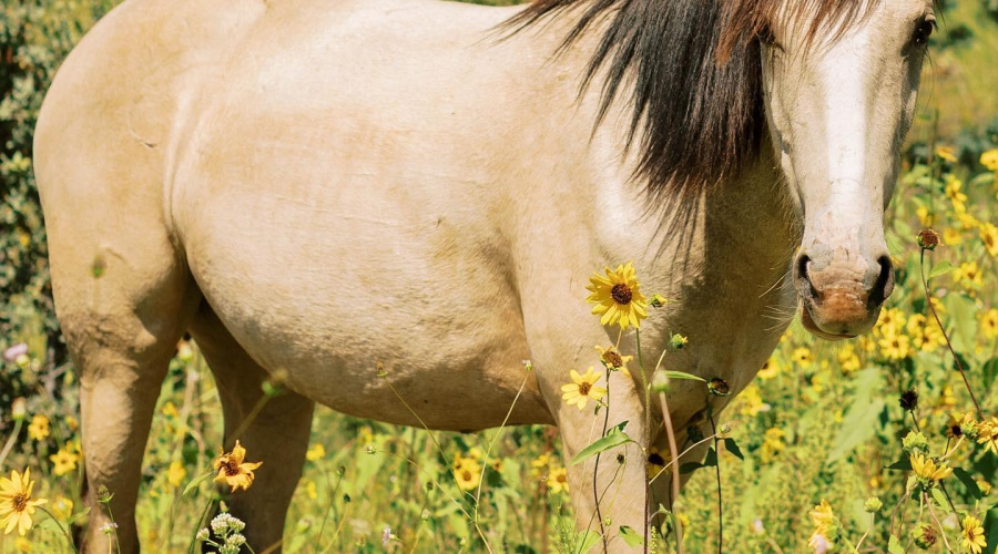 WILD HORSES IN THE FOREST