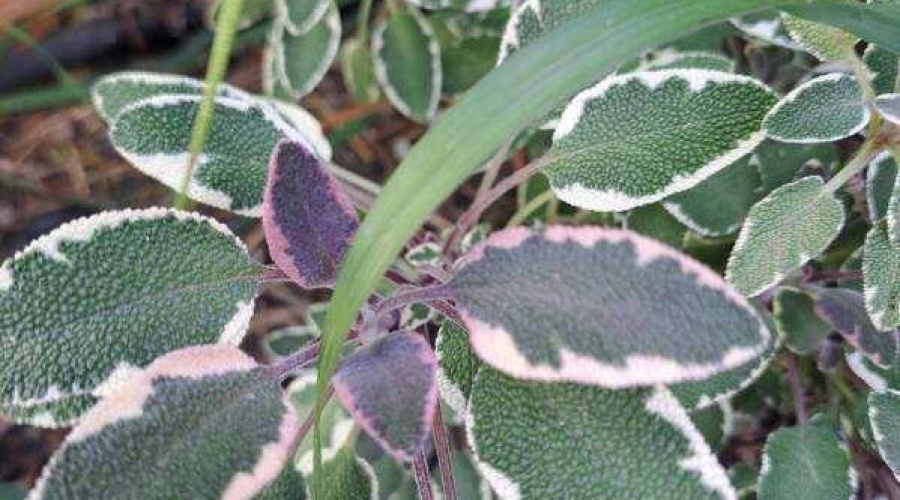 Decorative Plants