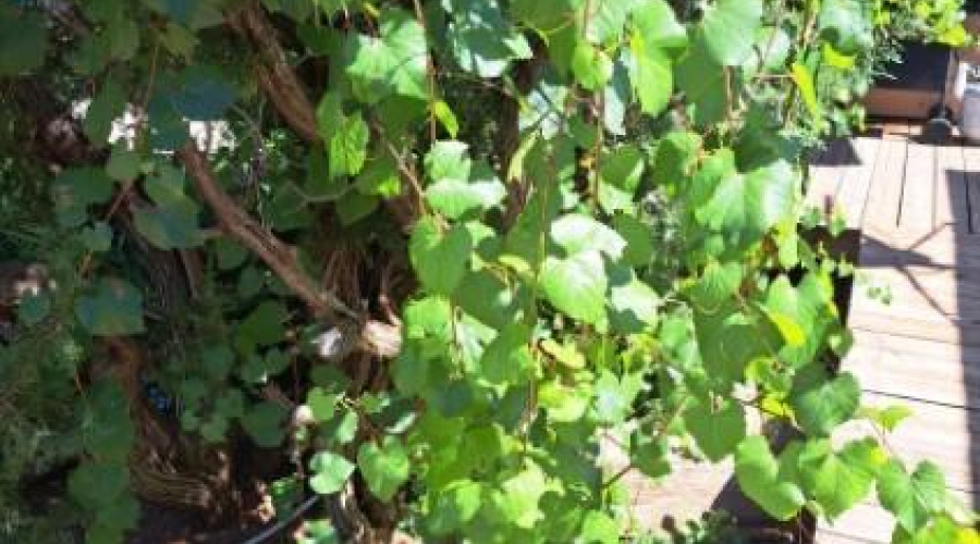 Grape Trees2