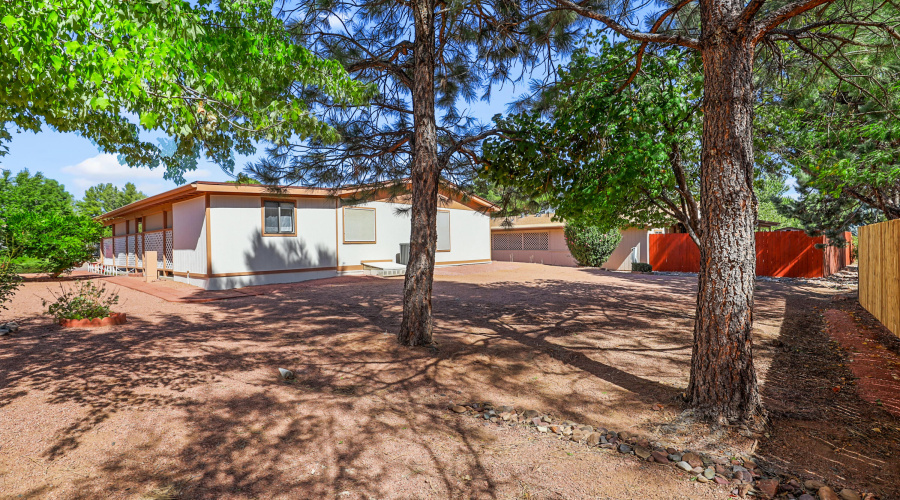 Backyard Trees