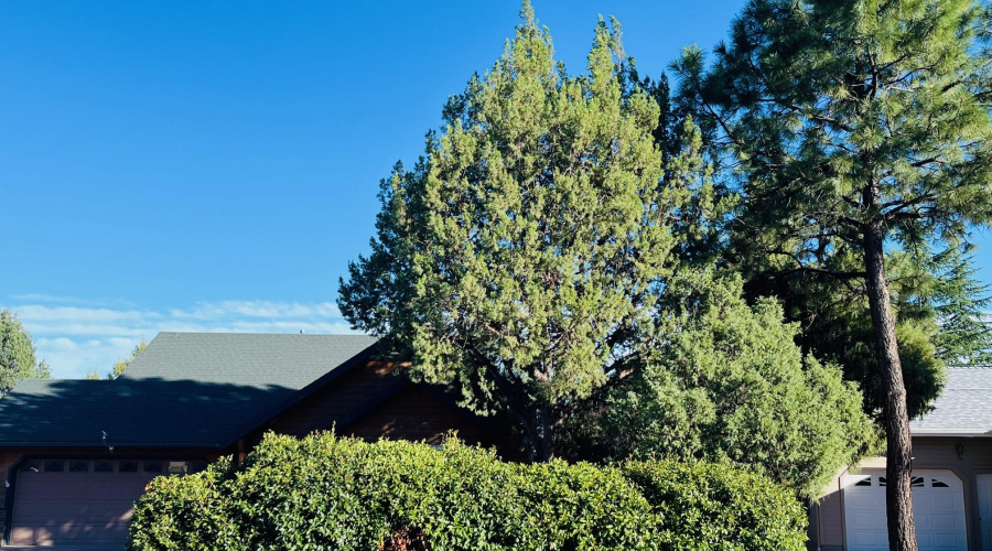 Shade trees