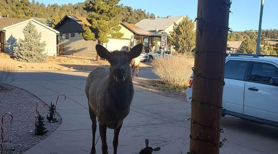 payson elk