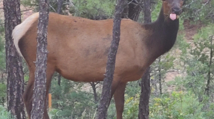 Elk Visitor