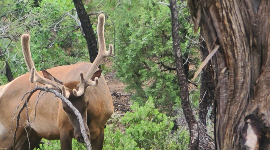 Elk Visitor