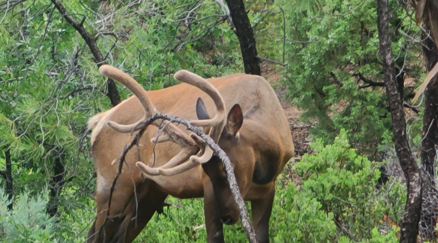 Elk Visitor