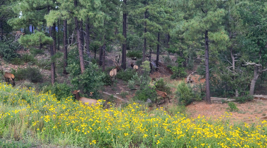 Resident Elk Herd