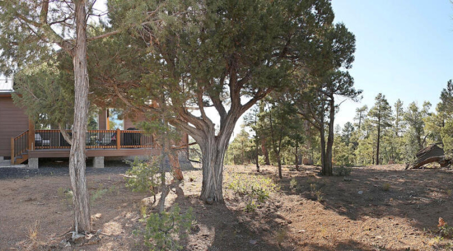 Backyard Pano