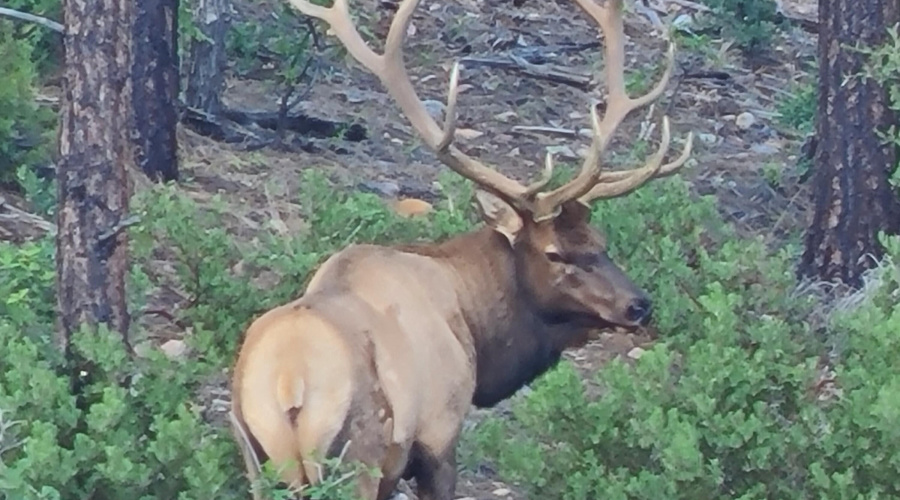 elk4