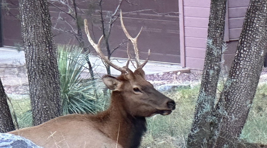 Resting at Neighbor's Yard