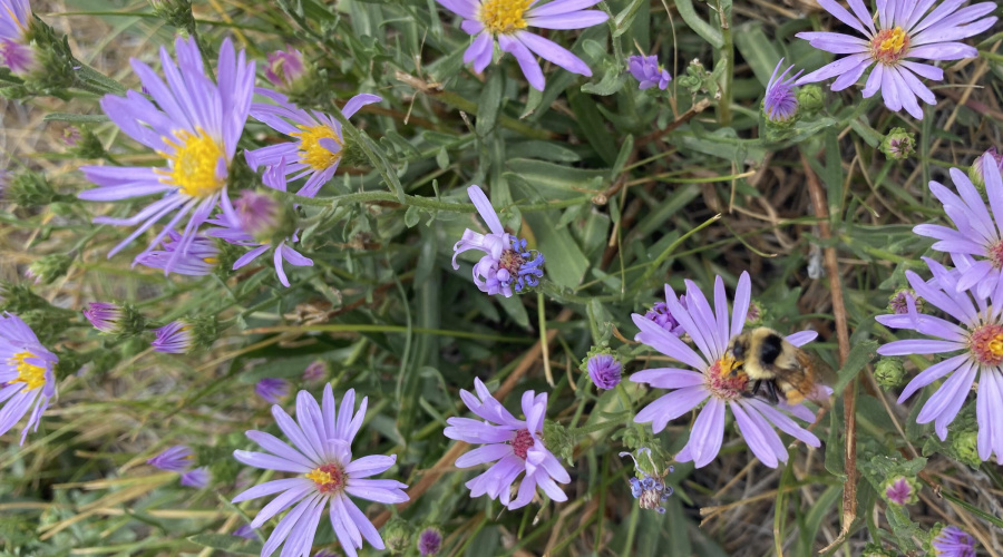 COMMUNITY WILD FLOWERS