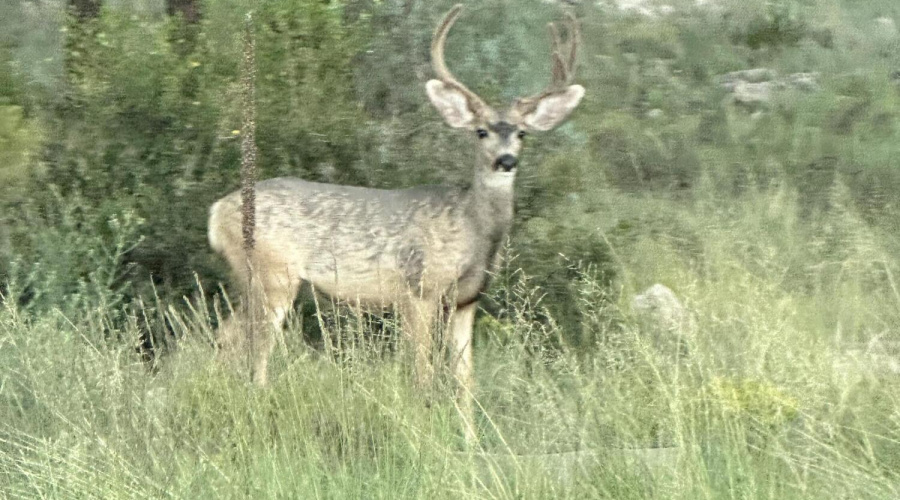 DEER IN THE FOREST