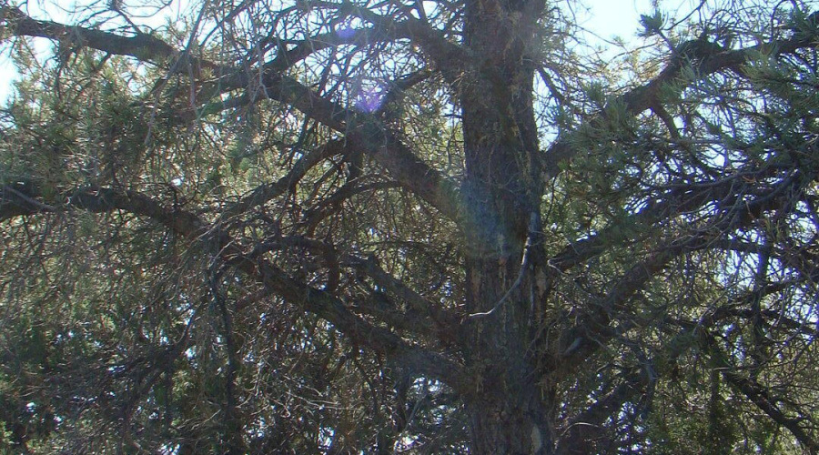 Pinon pine