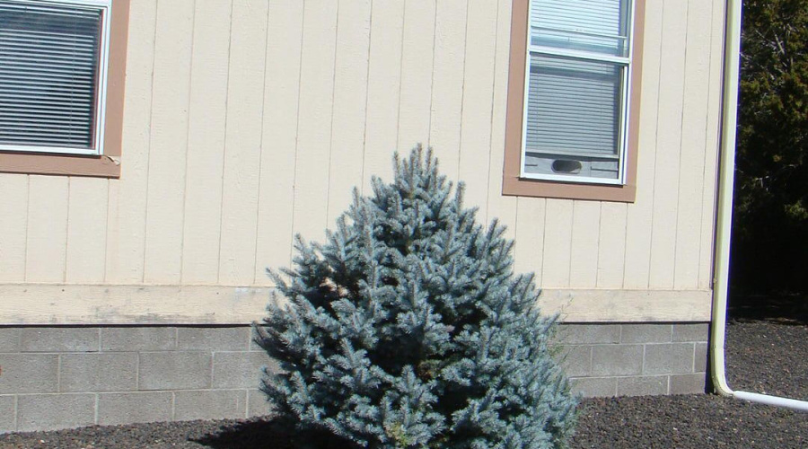 Blue spruce