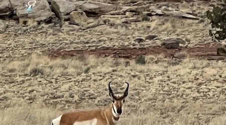 antelope