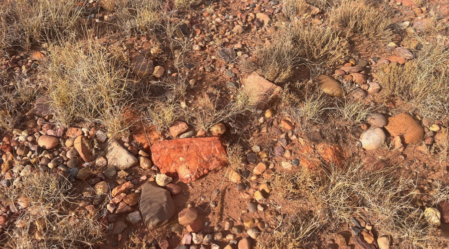 Petrified Wood