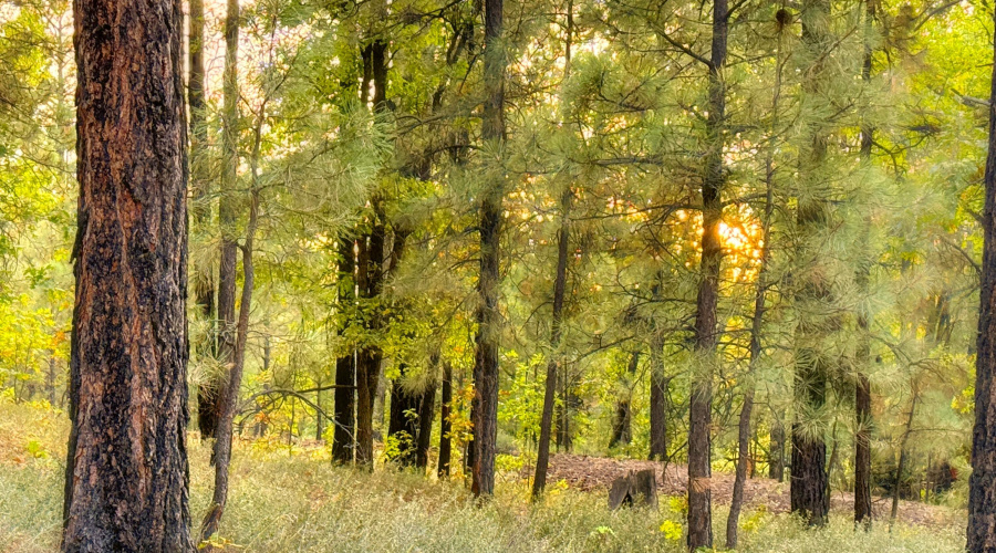 Through the Trees