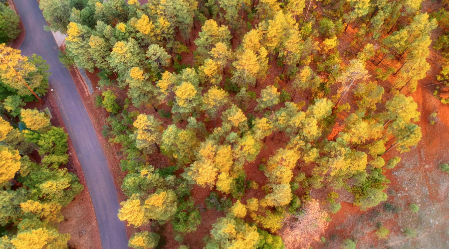 Above Down Bent Oak