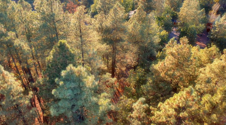 Aerial at Tree Top