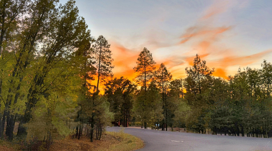 Bent Oak/Pinetree at Sunset