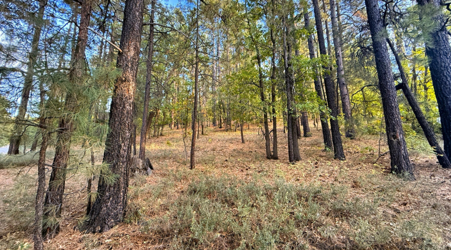 Nestled Among the Pines