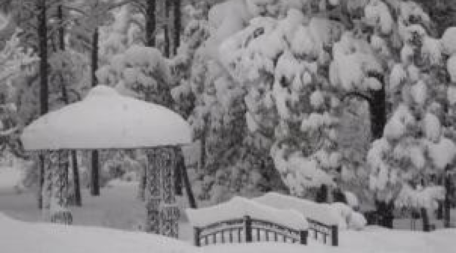 Snowy backyard