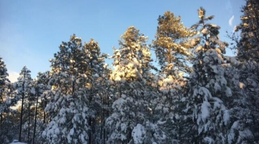 Pines in the snow