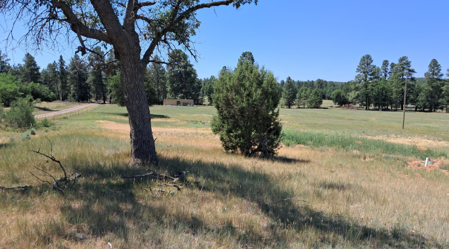 tree on hill