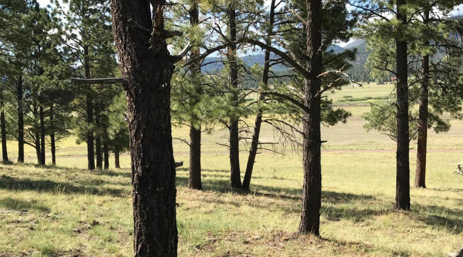 VIEW THRU TREES