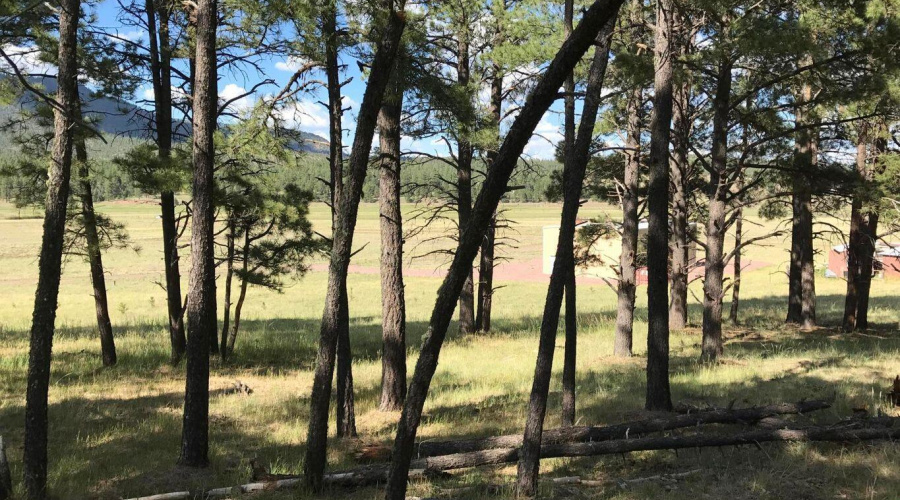 VIEW OF GARAGE THRU TREES