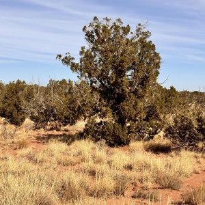 Juniper Trees