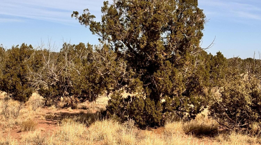 Juniper Trees