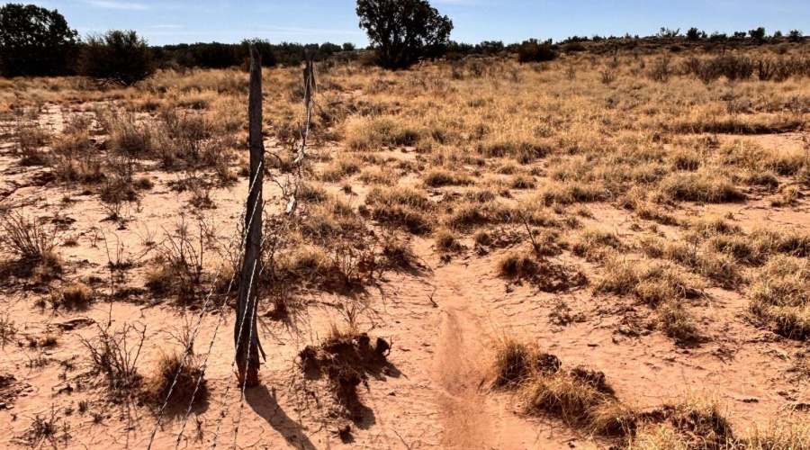 Old Fence