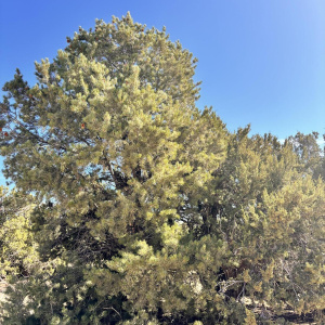 Pinon Trees