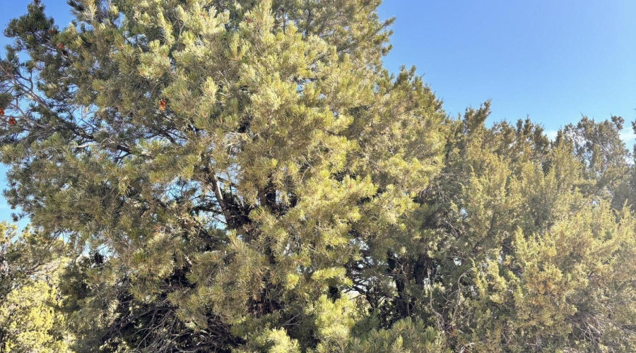 Pinon Trees