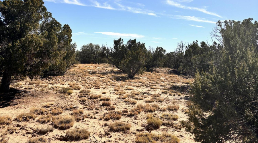 Juniper Trees