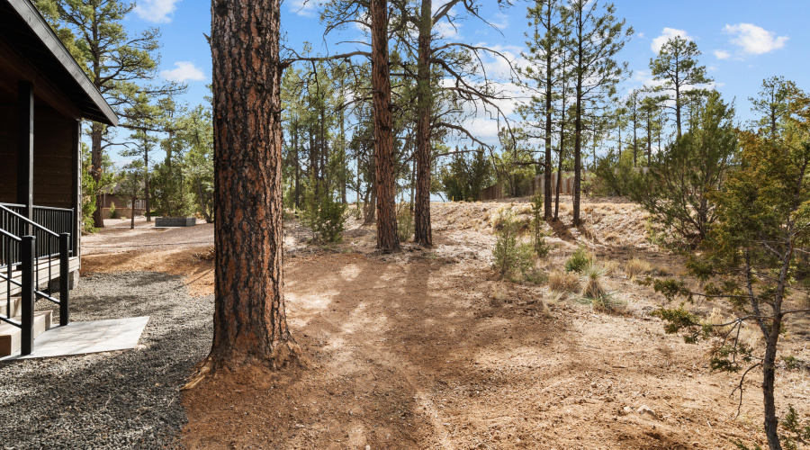 Surrounded By Tall Pines