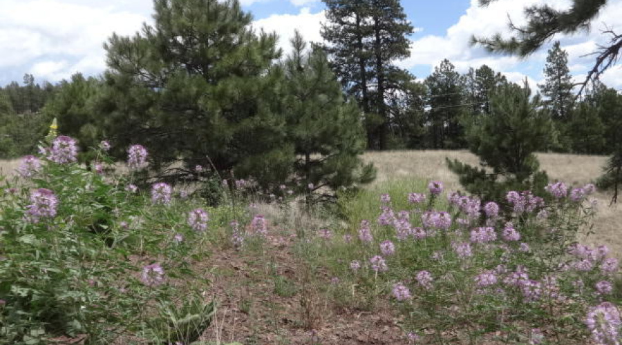 The Ranch at Alpine (22)