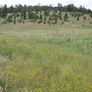 Lot 25 The Ranch at Alpine