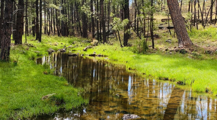 Trails In The White Mountains