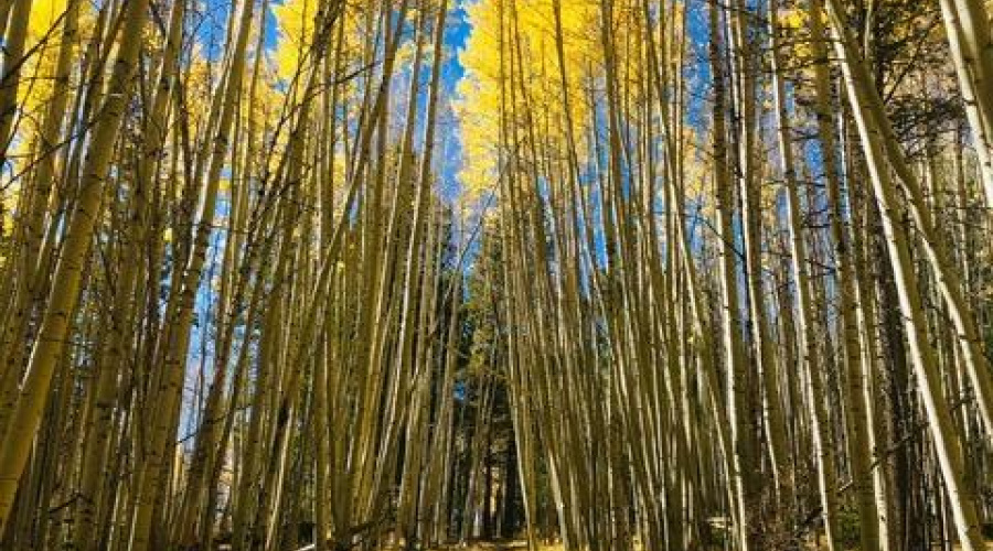 Fall In The White Mountains