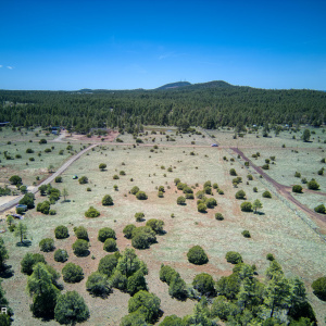 forest to street