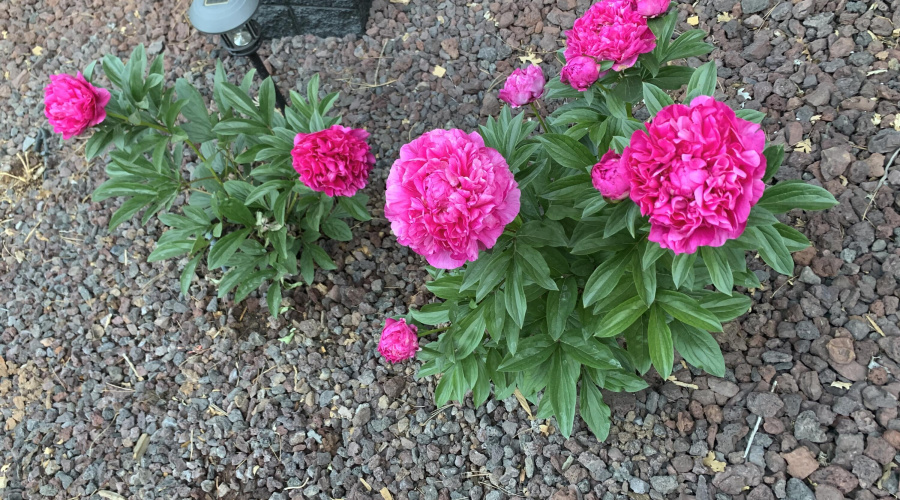 Landscaping lighting and perennial flowe