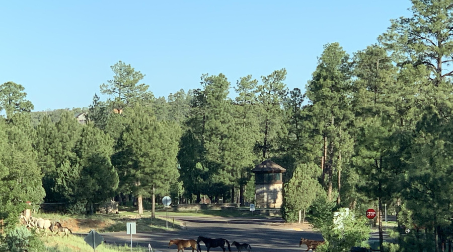 Traffic jam leaving Snow Creek