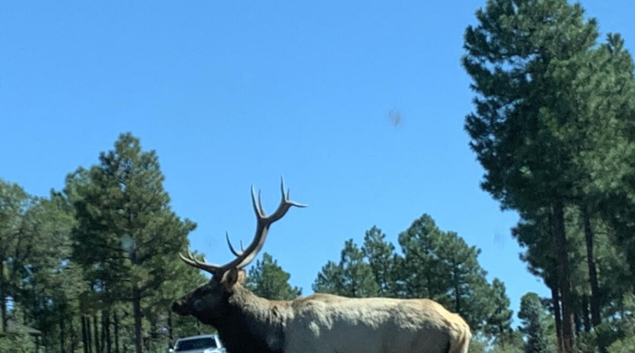 Majestic bull elk