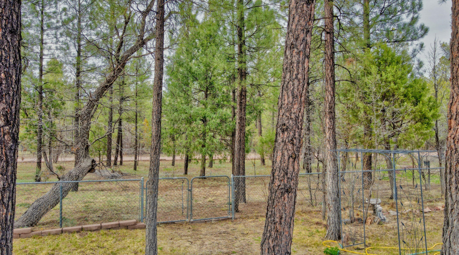 Tranquil Tall Pines