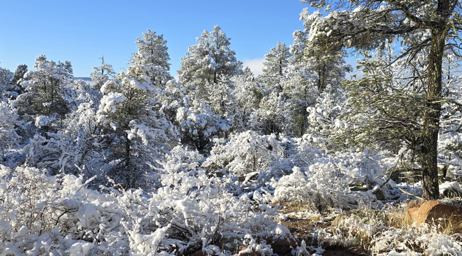 SNOW on W Side Trees