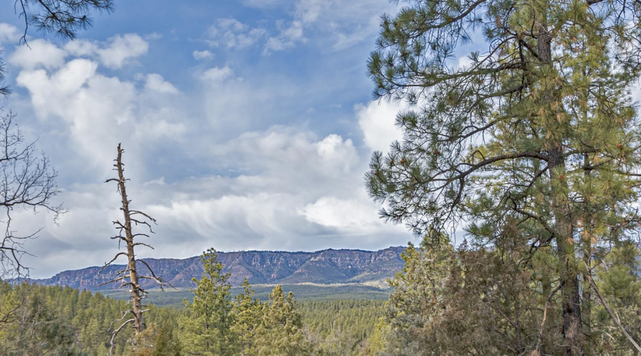 Mogollon Rim View