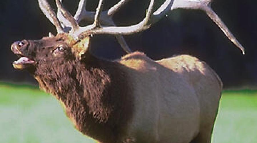 Elk_1