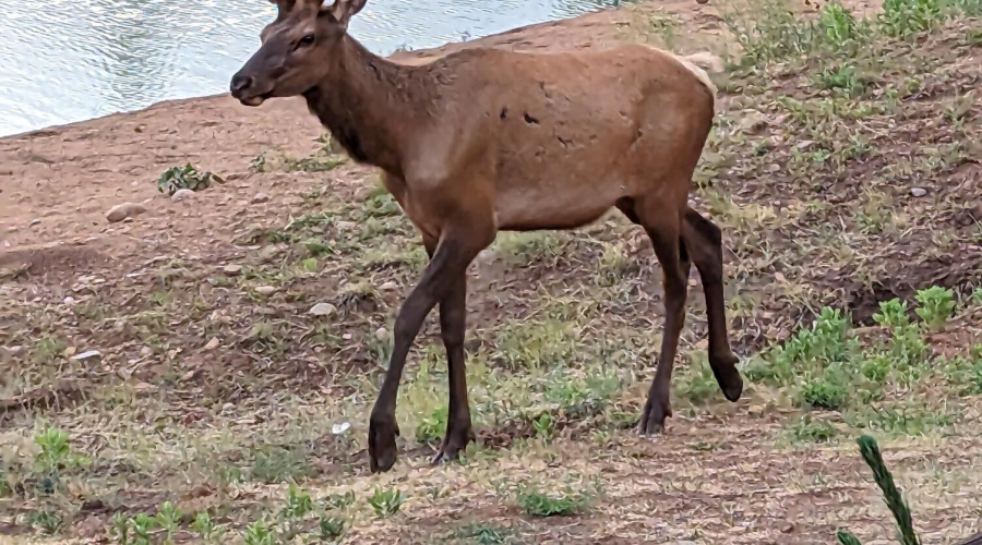 WILD LIFE IN YOUR BACK YARD