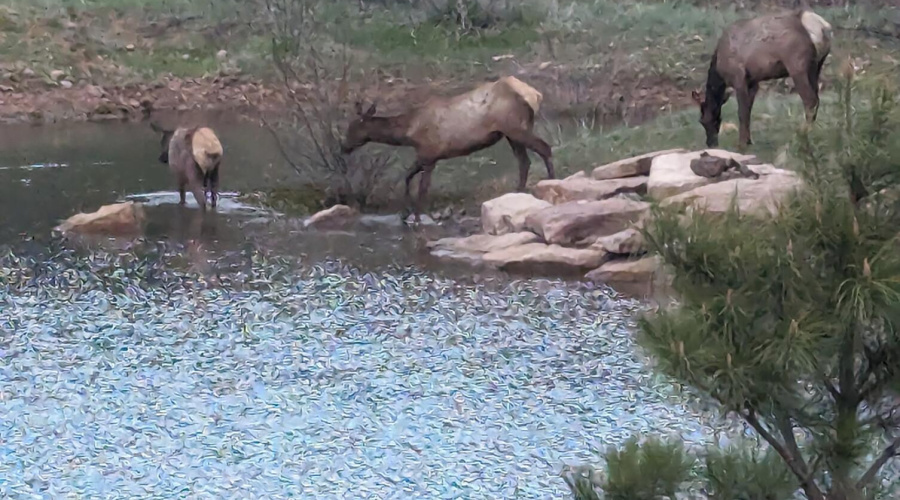 WILD LIFE IN YOUR BACK YARD